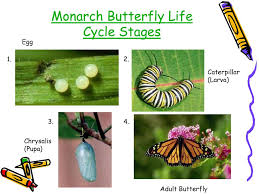 The Life Cycle Of A Monarch Butterfly Ppt Download