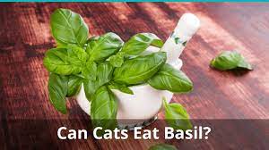 can cats eat basil is it safe and good