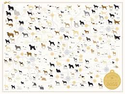 Pop Chart Lab The Diagram Of Dogs Poster 61 X 46 Cm Multi Coloured