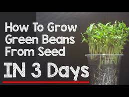 green bean growing time lapse