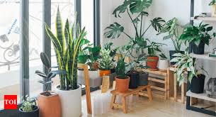 Indoor Plants For Bedroom To Create A