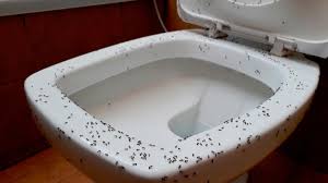 Pesky Ants In Your Toilet