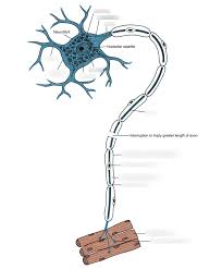 neuron makeup diagram quizlet