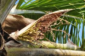 Deadly Palm Tree Disease Is Spreading
