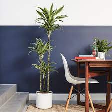 Shade Loving Indoor Plants Patch
