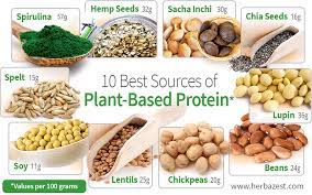 10 best sources of plant based protein