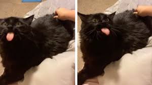cat starts licking when owner scratches