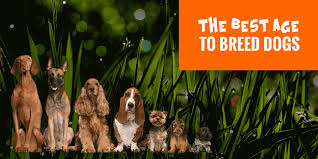 When To Breed A Dog When Is The Best Breeding Age For Dogs