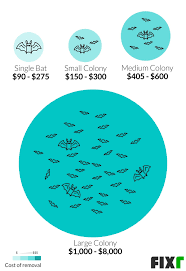 cost to remove bats bat removal