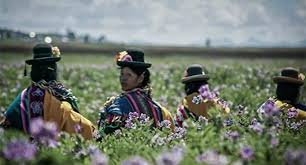 el calendario agrÍcola aymara andino