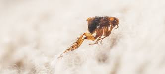 how to get rid of fleas on your carpet