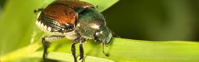 Japanese beetles can wreak havoc on plants. Japanese Beetle Eradication Utah Department Of Agriculture And Food