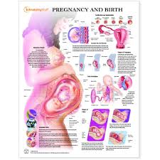 Pregnancy And Birth Chart Poster Laminated