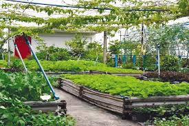How To Make Garden On Roof Toagriculture