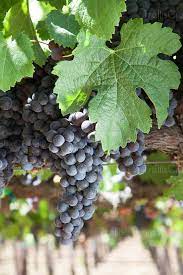 Image: Ripe merlot wine grape clusters on the vine High-Res Stock Photo -  TrellisCreative.com