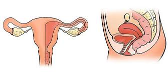 Difference Between Male And Female Reproductive System With