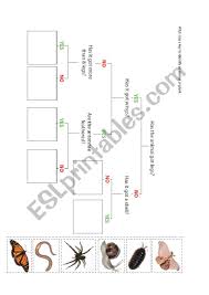 Animal Flow Chart Esl Worksheet By Whaa1