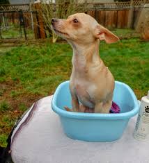 Surround yourself with unparalleled comfort and refined finishes. How To Set Up A Dog Wash Station At Home Powered By Mom