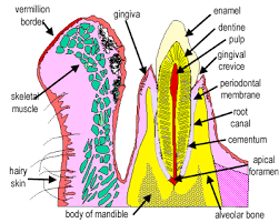 the histology guide