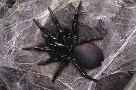 Image result for funnel web spider burrow pictures