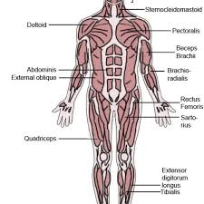 Sternocleidomastoid, trapezius, deltoid, pectoralis major, rectus abdominis, serratus anterior. The Latin Roots Of Muscle Names Owlcation Education