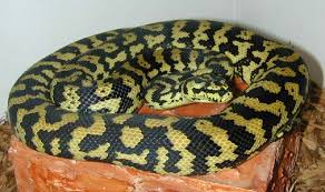 jungle carpet pythons
