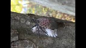 How do you get rid of spotted Lanternfly eggs?