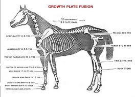 Equine Growth Plate Fusion Chart Sunset Acres