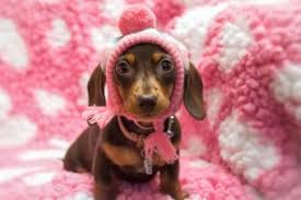 miniature dachshund rescue lovetoknow