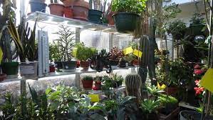 A Basement Into A Greenhouse