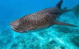 Are whale sharks intelligent?