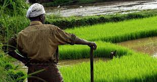 The kerala conservation of paddy land and wetland act 2008: Kerala Paddy Fields And Wetlands Conservation Law Will Decimate Them Critics Say