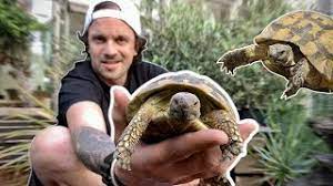 pour tortues de terre toopet