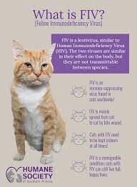 Feline Hiv Transmission gambar png