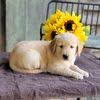 She loves to explore and play on our small, wooded acreage. Columbus Area Golden Retriever Hoobly Classifieds
