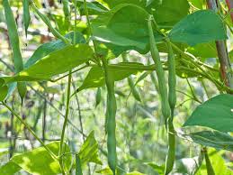 Green Bean Plant Care And Growing Guide