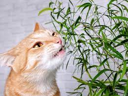 18 Common Indoor Plants Toxic To Cats