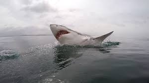 Image result for Great White Shark picture