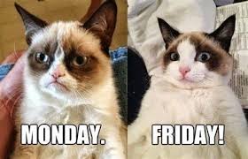 We did not find results for: Grumpy Cat Friday Memes