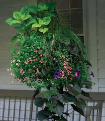 How To Build The Best Hanging Basket