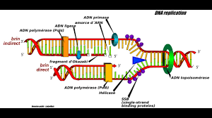 helicase dependent lification hda