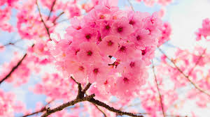wallpaper 1920x1080 pink tree branches
