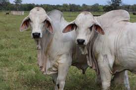 Brahman cattle (zebu) many domestic varieties of a species of ox native to india. Brahman Cattle