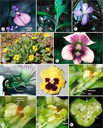 Violaceae An Overview Sciencedirect