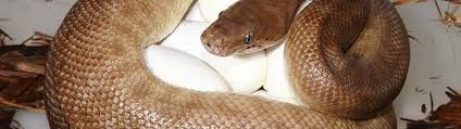 albino carpet python extraordinary