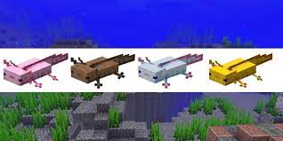 Pink (leucistic, referred to as lucy in its texture file), brown (wild), yellow (gold), cyan and blue. All Axolotl Colors In Minecraft Pro Game Guides
