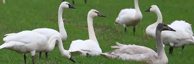 Tundra Swan vs Trumpeter Swans 