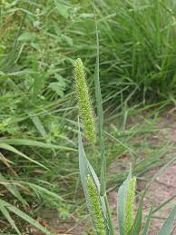 Setaria viridis - Wikipedia