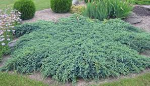 juniperus blue carpet