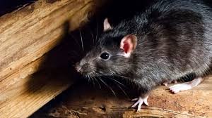 11 Amazing Facts About Rats Mental Floss